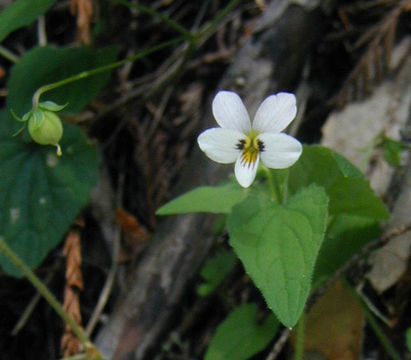 صورة Viola ocellata Torr. & Gray