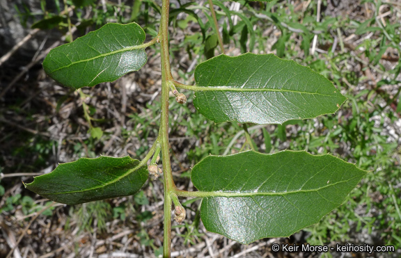 Image of interior live oak