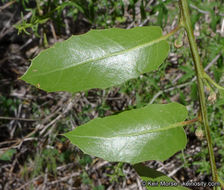 Image of interior live oak