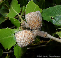 Image of interior live oak