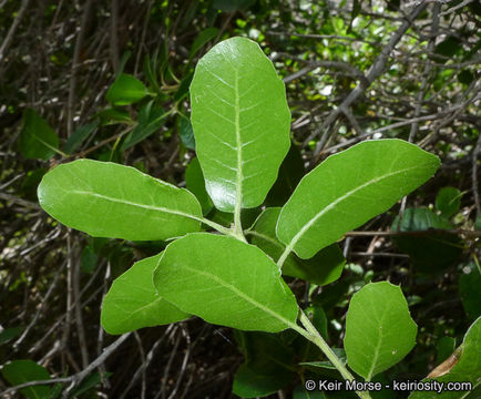 Image of interior live oak