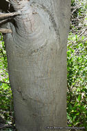 Image of interior live oak