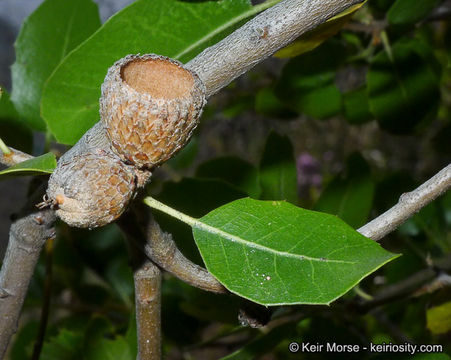 Image of interior live oak