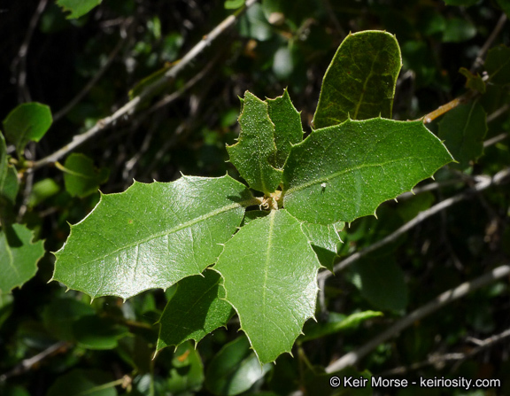 Sivun Quercus wislizeni var. frutescens Engelm. kuva