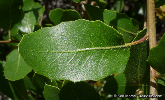 Image of interior live oak