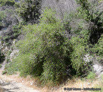 Image of interior live oak