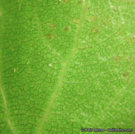 Image of interior live oak