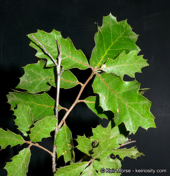 Image of <i>Quercus</i> × <i>morehus</i>