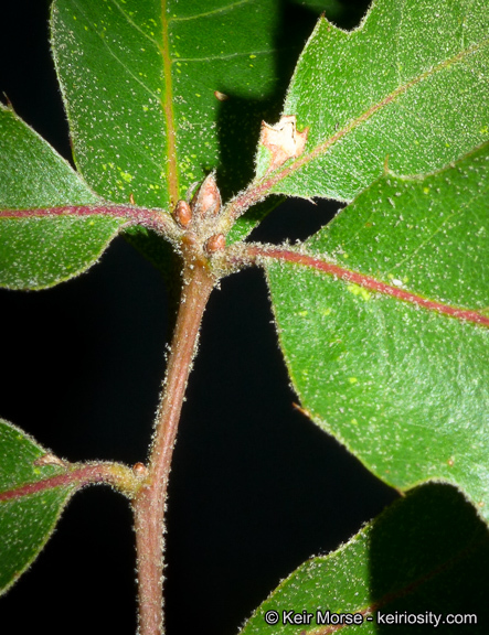 Image of <i>Quercus</i> × <i>morehus</i>