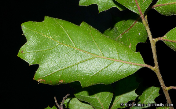 Image of <i>Quercus</i> × <i>morehus</i>