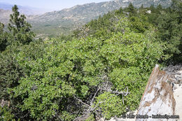 Image of <i>Quercus</i> × <i>morehus</i>