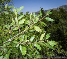 Image of <i>Quercus</i> × <i>morehus</i>