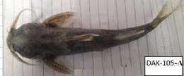Image of Glyptothorax