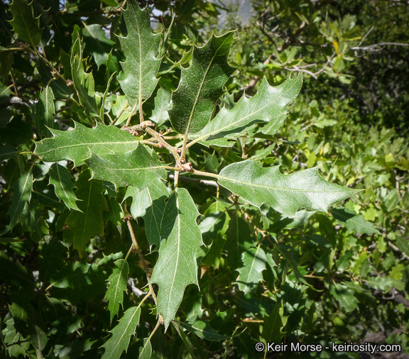 Image of <i>Quercus</i> × <i>morehus</i>