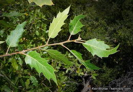 Image of <i>Quercus</i> × <i>morehus</i>