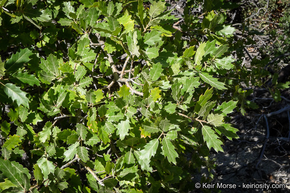 Image of <i>Quercus</i> × <i>morehus</i>