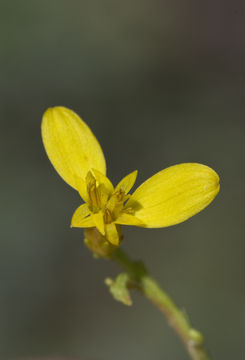 Image of Woody-Goldenrod