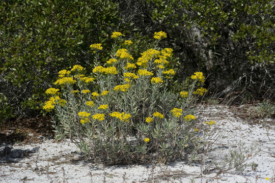 Image of Woody-Goldenrod