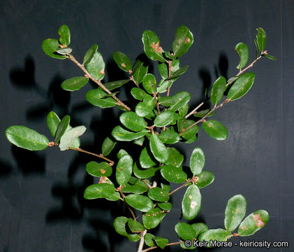 Image of Channel Island Scrub Oak