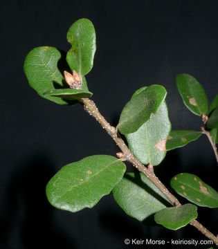 Image of Channel Island Scrub Oak