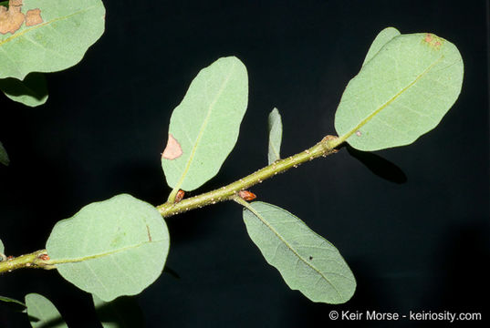 Image of Channel Island Scrub Oak