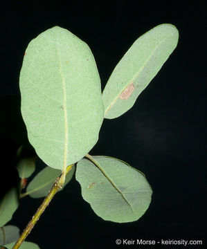 Image of Channel Island Scrub Oak