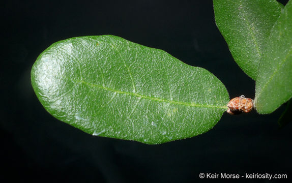 Image of Channel Island Scrub Oak