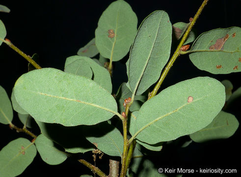 Image of Channel Island Scrub Oak