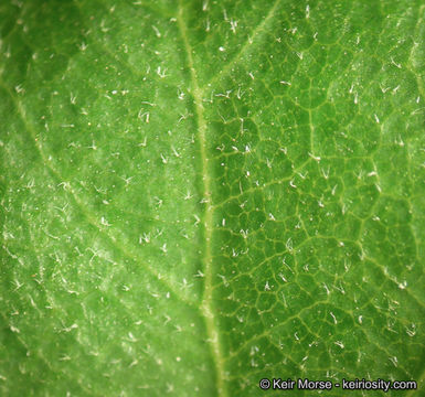 Image of Channel Island Scrub Oak