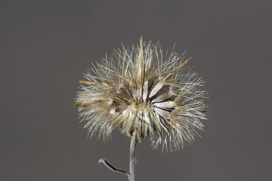 Image of hairy false goldenaster