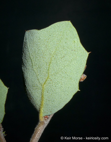 Image of Tucker oak