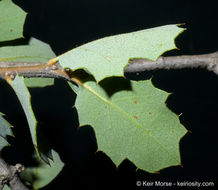 Image of Tucker oak