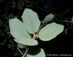 Image of Tucker oak