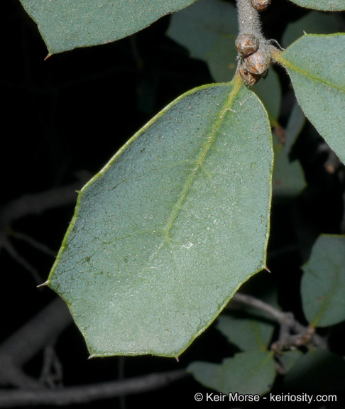 Image of Tucker oak