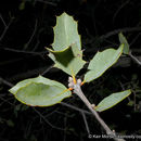 Quercus john-tuckeri Nixon & C. H. Müll. resmi