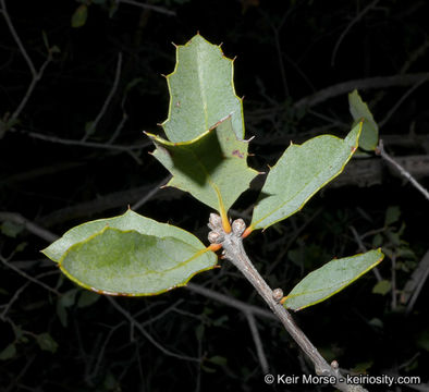 Image of Tucker oak