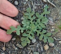 Plancia ëd Volutaria tubuliflora (Murb.) Sennen