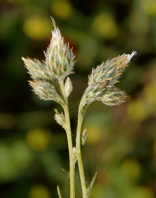 Слика од Volutaria tubuliflora (Murb.) Sennen