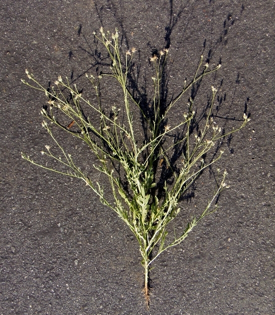 Sivun Volutaria tubuliflora (Murb.) Sennen kuva