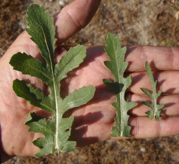 Plancia ëd Volutaria tubuliflora (Murb.) Sennen