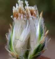 Sivun Volutaria tubuliflora (Murb.) Sennen kuva