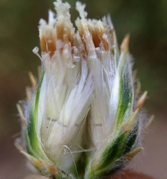 صورة Volutaria tubuliflora (Murb.) Sennen