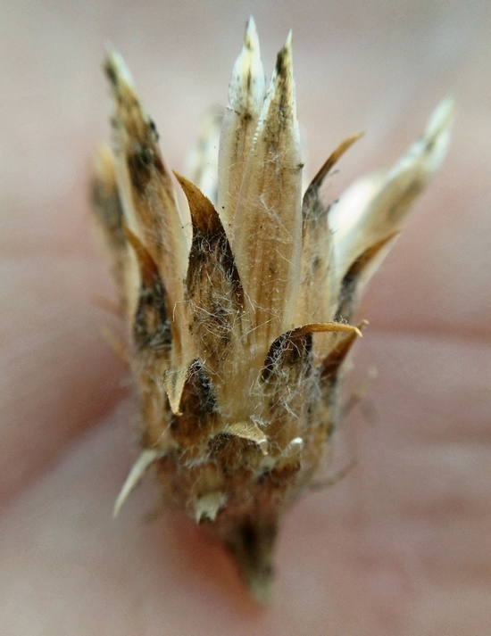 Слика од Volutaria tubuliflora (Murb.) Sennen