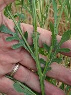 Sivun Volutaria tubuliflora (Murb.) Sennen kuva