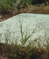 Image of Desert knapweed