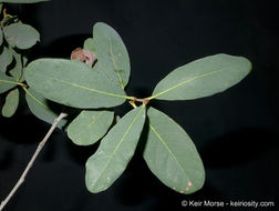 Image of Engelmann oak