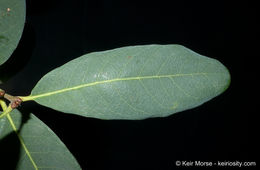 Image of Engelmann oak