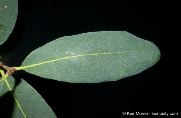 Слика од Quercus engelmannii Greene