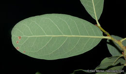 Image of Engelmann oak