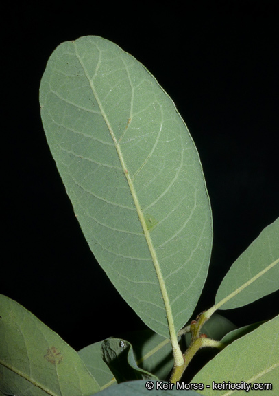 Image of Engelmann oak